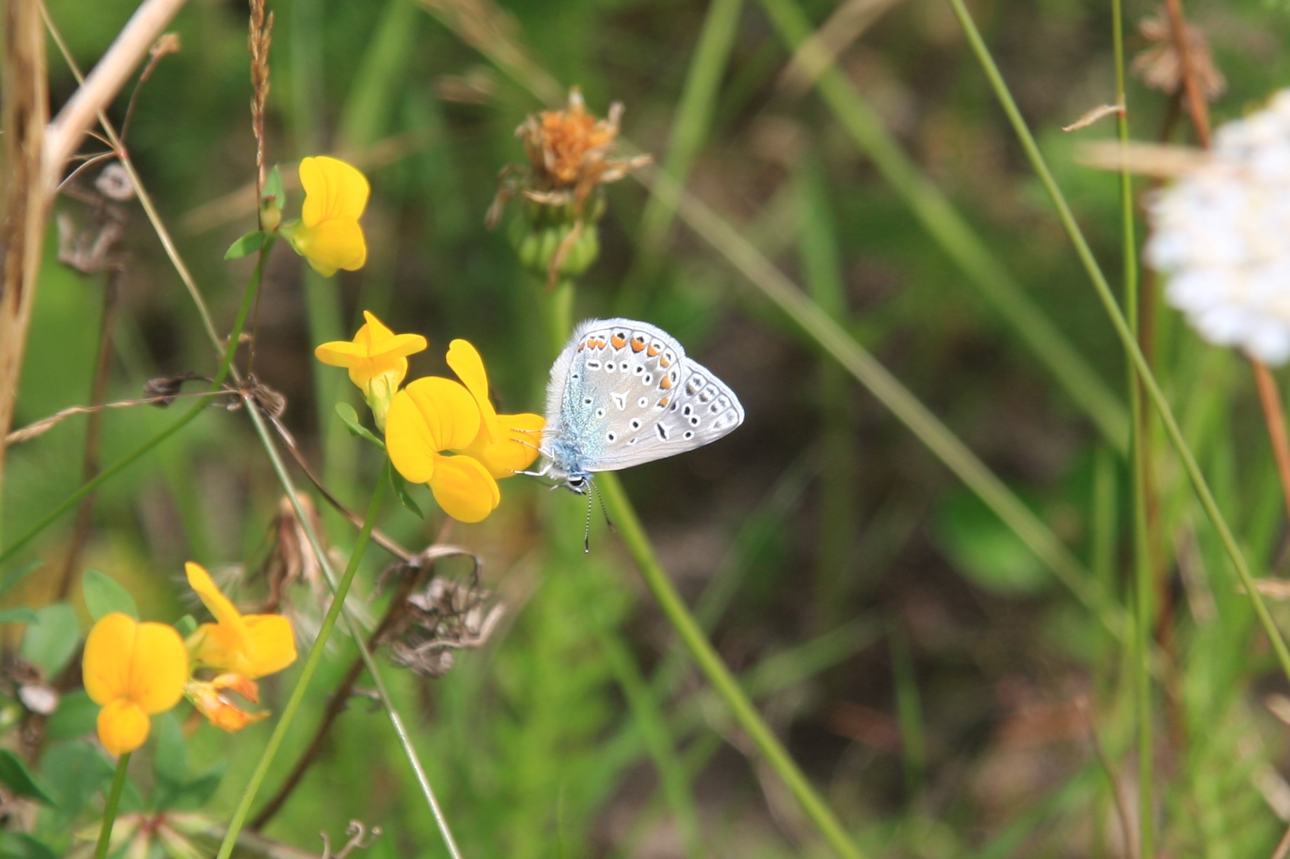 Salomons Icarusblauwtje